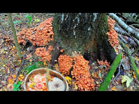 Видео: ЭТО НЕЧТО! СУПЕР-КУЧИ ОПЯТ и РЫЖИКОВ в сентябре 2021! РЮКЗАК ГРИБОВ С ОДНОГО ДЕРЕВА! ОПЯТА ПРУТ!!!