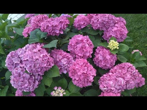 Видео: Осенняя обрезка крупнолистной гортензии - убираю непроизводительные ветки, разгружаю кусты