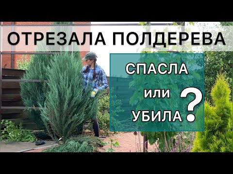 Видео: Жесткая обрезка. Слабонервным не смотреть! Формировка кроны можжевельника скального в один ствол.