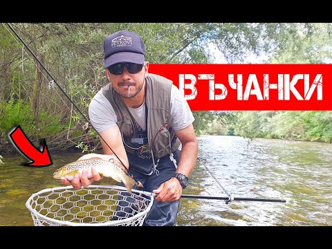 Видео: БЪРЗ РИБОЛОВ НА ПЪСТЪРВИ ПО РЕКА ВЪЧА