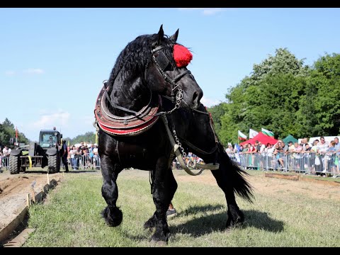 Видео: Турнир Тежковозни коне Арбанаси 2024