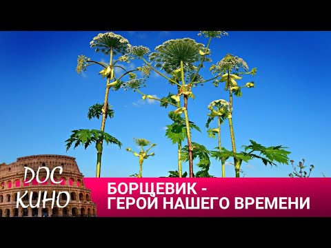 Видео: 🎭БОРЩЕВИК - ГЕРОЙ НАШЕГО ВРЕМЕНИ🌎 ДОКУМЕНТАЛЬНОЕ КИНО 🎆 2024