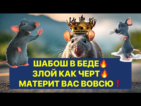 Видео: ШАБОШ В БЕДЕ ЗЛОЙ КАК ЧЕРТ ❗️ МАТЕРИТ ВАС ВОВСЮ❗️❗️❗️