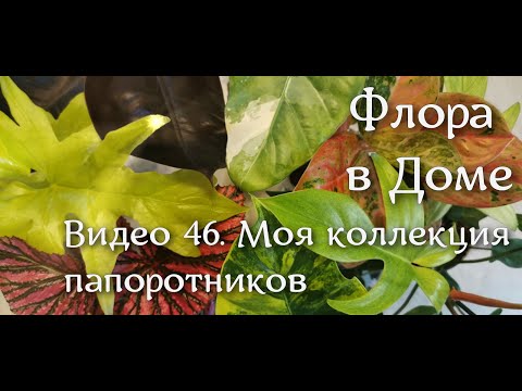 Видео: Видео 46. Моя коллекция папоротников