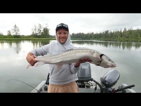 Видео: Рыбалка на реке Чехалис, США