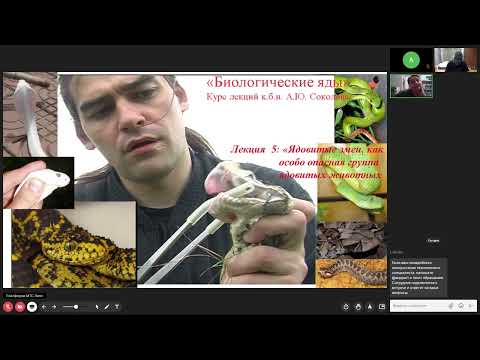 Видео: А.Ю. Соколов. "Биологические яды".Курс для студентов "Факультета наук о жизни" МИП. Лекция 5 .Змеи.