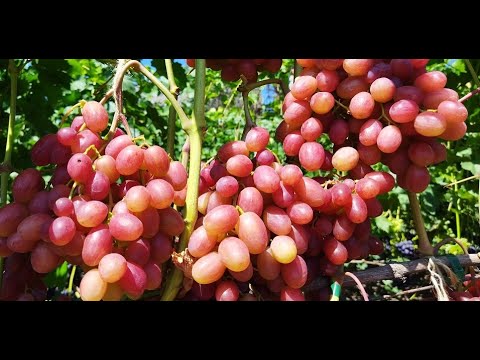 Видео: Кращий виноград сезону 2023
