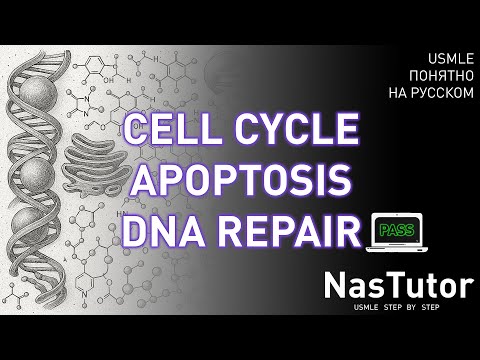 Видео: Клеточный цикл: регуляция, апоптоз, репликация, патологии и препараты | USMLE Step 1 на русском