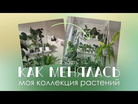 Видео: Год в фотографиях моих растений — изменения и впечатления.