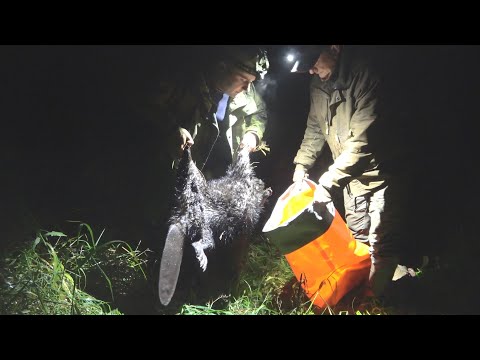 Видео: ОХОТА НА БОБРА НОЧЬЮ с карабином ЛОСЬ 145-308. Грузим мясо в мешки.