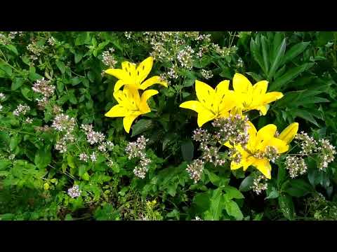 Видео: Покровка дачная, обзор огорода на 24июля...