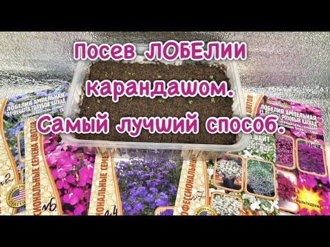 Видео: Посев ЛОБЕЛИИ карандашом. Самый лучший способ.