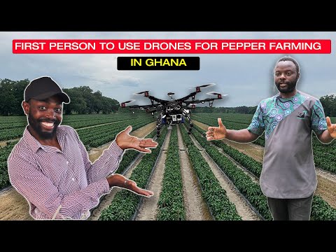 Видео: КАК ОН ЗАРАБАТЫВАЕТ БОЛЕЕ 3000 ДОЛЛАРОВ С АКРА НА ВЫРАЩИВАНИИ ПЕРЦА В АФРИКЕ-ГАНЕ