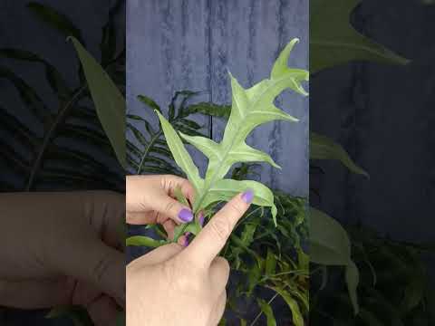 Видео: Папоротники гиганты.