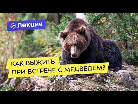 Видео: Как выжить при встрече с медведем?