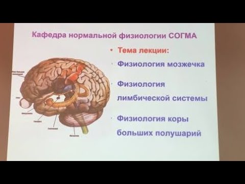 Видео: Часть 2. ﻿﻿•Физиология мозжечка •Физиология лимбической системы﻿﻿•Физиология коры больших полушарий