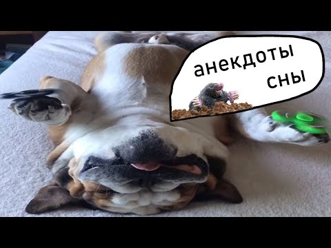 Видео: Dawg - Выгоняют крота, сны, анекдоты