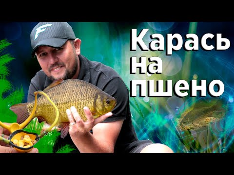 Видео: Ловля дикого карася на ПШЕНО! Как ловить карася на фидер! Рыбалка с ночевкой!