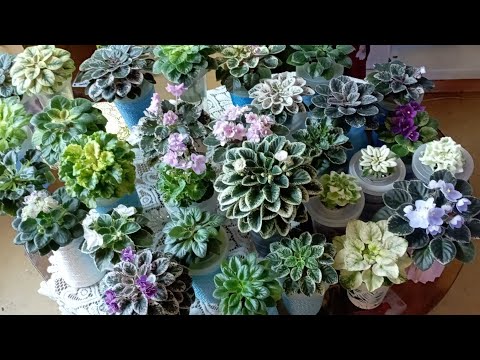 Видео: Обзор Пестролистных фиалок🌱 🌺моей коллекции🤗💚