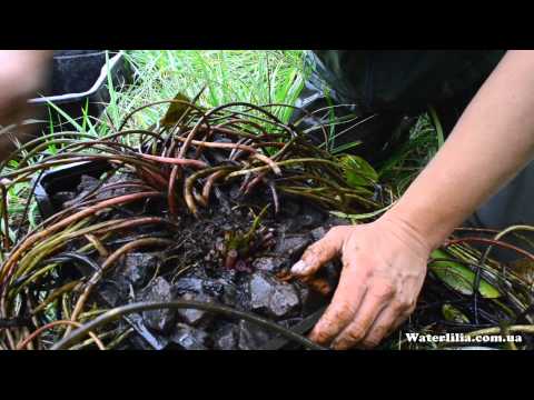 Видео: Как сохранить водяную лилию зимой