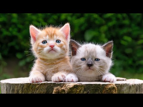 Видео: Лучшие 10 часов мягкого звука арфы для кошек Предотвратите стресс от похода на работу