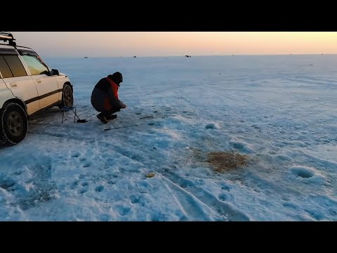 Видео: Ловля НАВАГИ. Морская зимняя рыбалка / Тавричанка #жекарыболов #рыбалкасольда