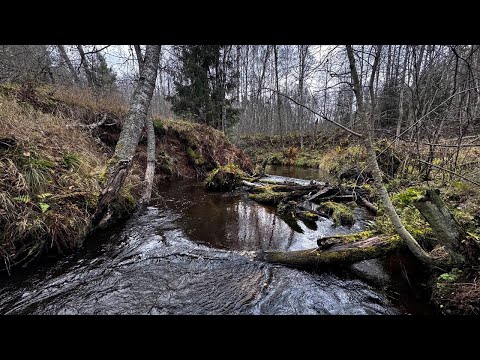 Видео: Форелевая рыбалка по  осенним рекам. Рыбалка в Ленинградской области. Ловля ручьевой форели.