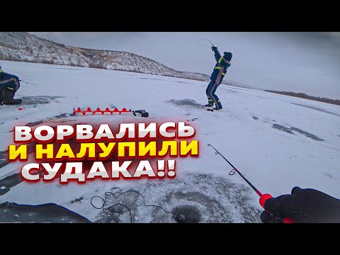Видео: ВОТ ЭТО ОТКРЫЛИ СЕЗОН!!! Рыбалка на судака! Рыбалка на Дону! Судак на вибы! Судак 2024!
