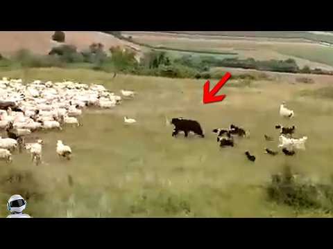 Видео: Вы Должны Это Увидеть! Случаи с Животными Которые Реально Взорвали Интернет!