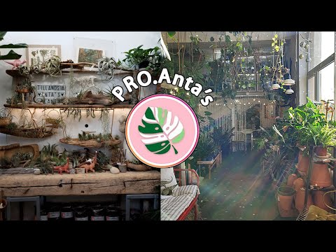 Видео: Цветочное пространство Pro Anta’s/Карелия часть1