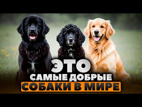 Видео: Самые ДОБРЫЕ породы собак в МИРЕ! Верный друг семьи!