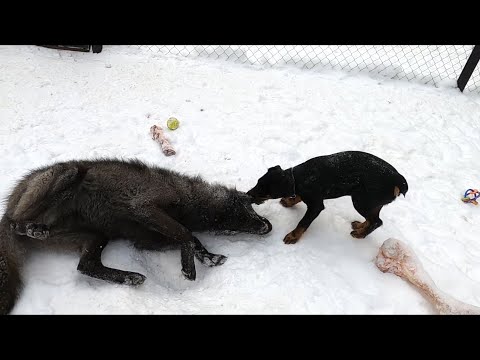 Видео: Работа Ягдтерьера по Волку Jagdterrier vs Wolf
