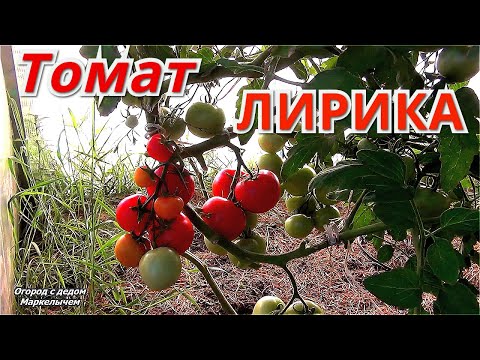 Видео: Томат ЛИРИКА. Урожай гарантирован.Низкорослый универсальный гибрид.