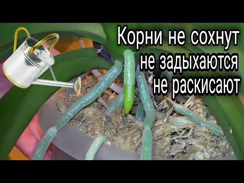 Видео: 🔥Четыре способа полива орхидеи и их комбинации👍