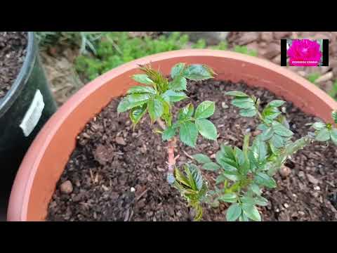 Видео: РОЗЫ. ОТВЕТЫ НА ВОПРОСЫ. НАЧИНАЮЩИМ