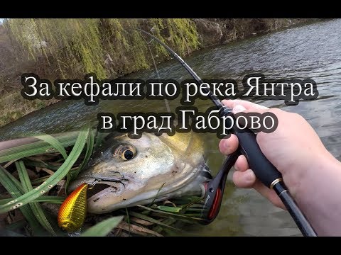 Видео: Риболов на кефал на река Янтра в град Габрово