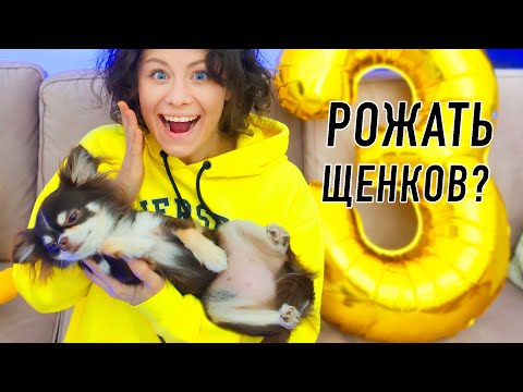 Видео: У Юми не будет щенков! 10 фактов о моей собаке! День Рождения собаки Юми Чу