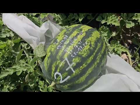 Видео: Моя арбузная грядка 26 июля 2024 года