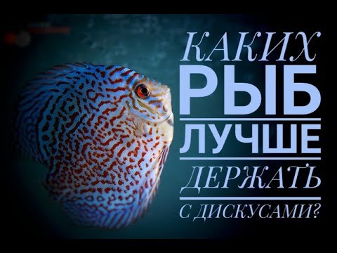 Видео: Дискусы. Каких рыб лучше держать с дискусами? Идеальный состав. Видео о коллекции.