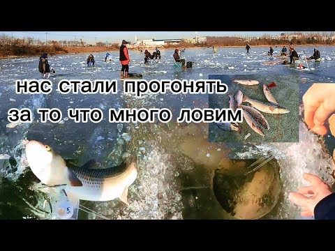 Видео: ЭТИ ОГРОМНЫЕ РЫБЫ просто разорвали мои ХАПУГИ #рыбалка #fishing #낚시 #carpfishing
