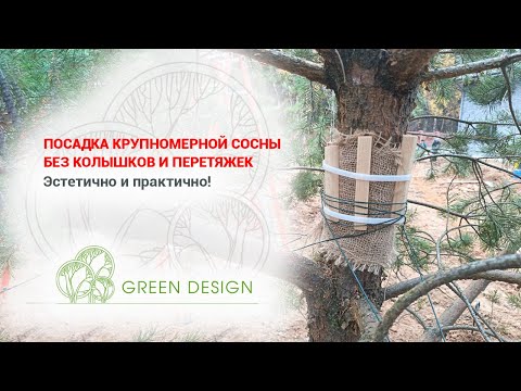 Видео: Посадка крупномерной сосны без колышков и перетяжек 