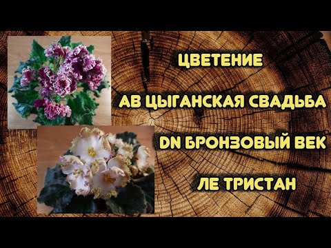 Видео: Цветение АВ Цыганская свадьба DN Бронзовый век ЛЕ Тристан спорт