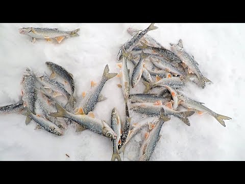 Видео: Ловим Ельца в Глухозимье! Рыбалка на р.Томь, Вечерний Клёв!