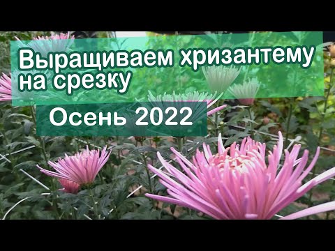 Видео: Хризантемы на срезку осень 2022