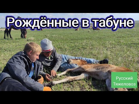Видео: Рождённые в табуне.| Born in a herd