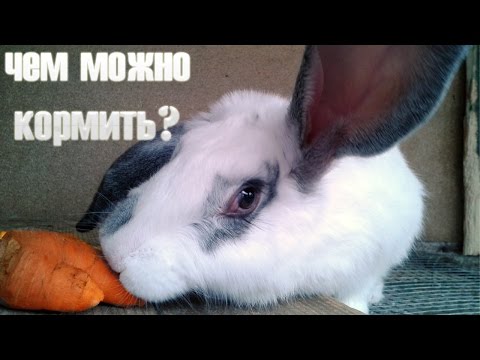 Видео: Кролиководство: чем кормить кроликов в домашних условиях?