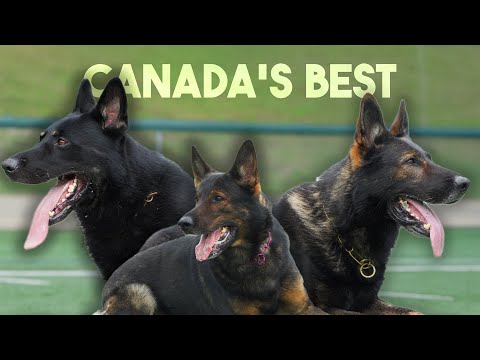 Видео: ЛУЧШАЯ НЕМЕЦКАЯ ОВЧАРКА В КАНАДЕ 🏆 — СПОРТ СОБАК, Эпизод 7