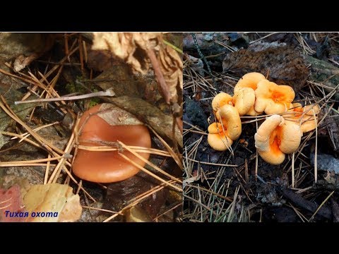 Видео: Топ 5 съедобных и малознакомых грибов в сосновых борах +3 вида ядовитых
