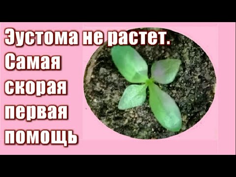 Видео: 337_Эустома не растёт! Самая первая скорая помощь