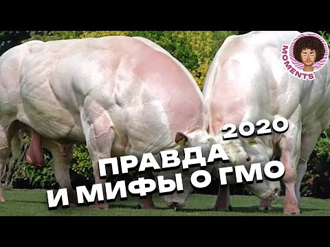 Видео: ГМО: мифы и реальность | Интервью с биологом Александром Панчиным | Илья Варламов